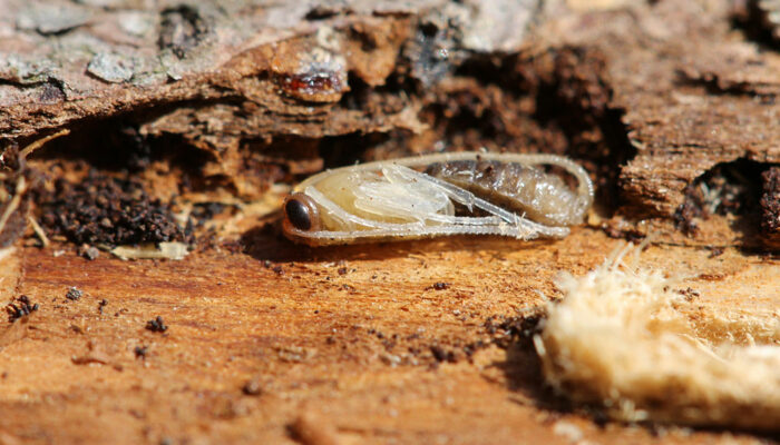 Tree Borers – Types, Signs of Infestation, and Remedies