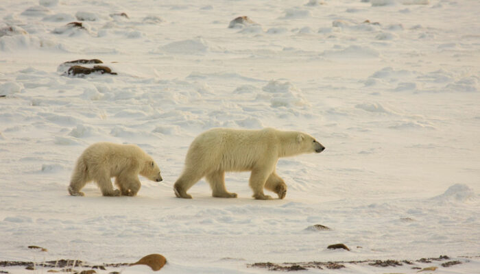Polar Bear Tours – Tips to Choose One and What to Pack