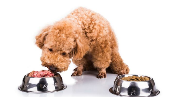 Can a dog have a sensitive stomach – Can choosing the right food help