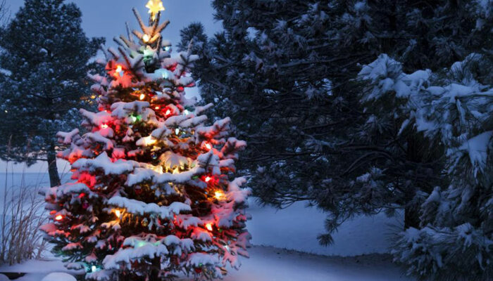 Christmas trees – A holiday tradition for centuries