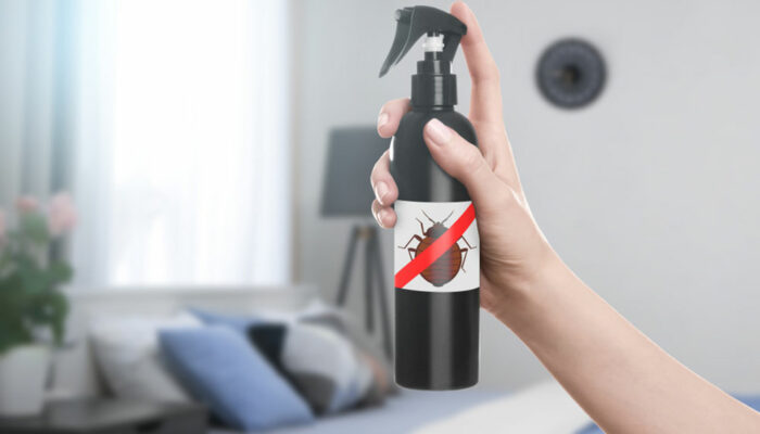 Effective bed bug treatment options