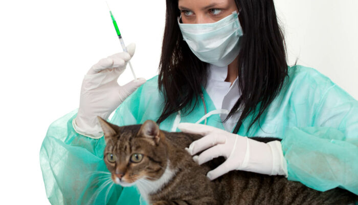 Pet Insurance Policies On Surgery