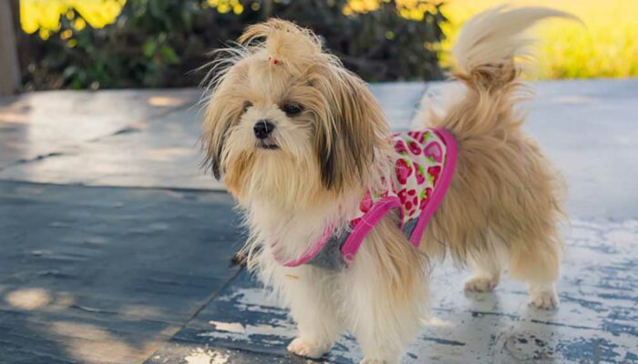 Seven Accessories to Purchase for a Shih Tzu Puppy