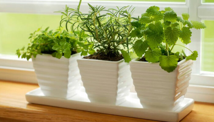Think indoor gardening when outdoor isn’t possible