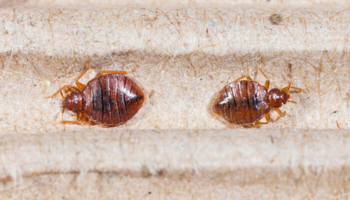 Top 3 bed bug sprays you can consider