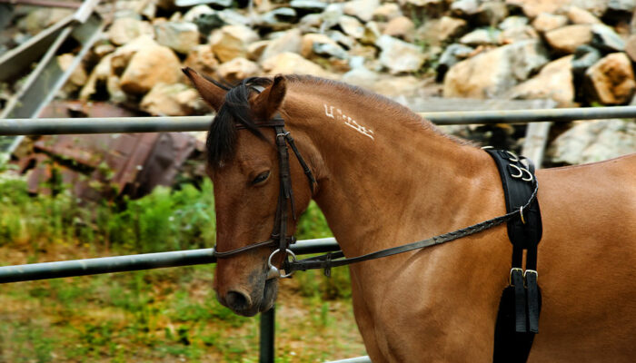 4 common aids used to train horses