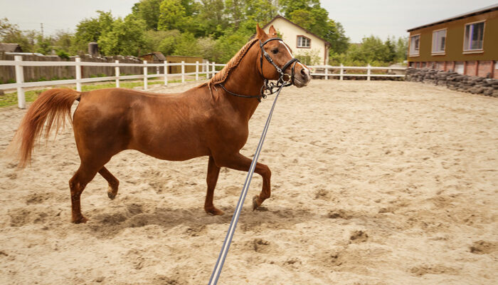 4 high-quality brands of horse training aids