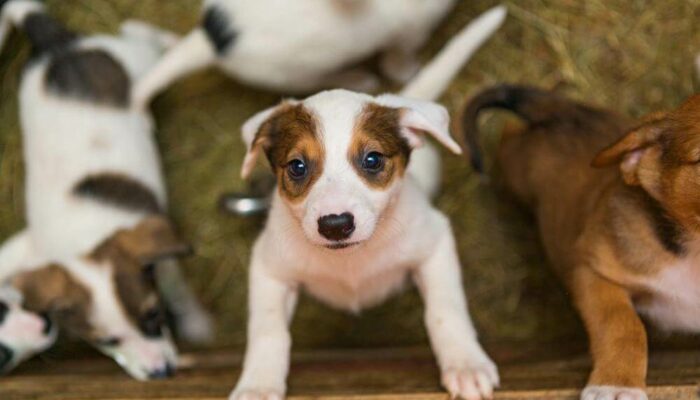 Are You Keen On Adopting A Dog Here’s How You Can