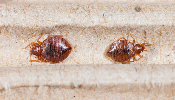 Bed Bug Bites – Symptoms and Treatment Options