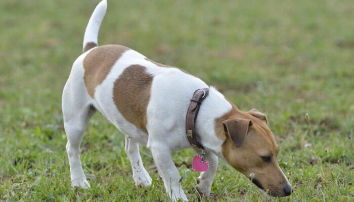 Dog Collars – How to Choose Them