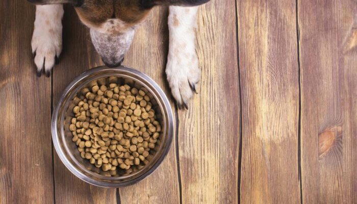 Know About The Right Food For Your Dog’s Allergies