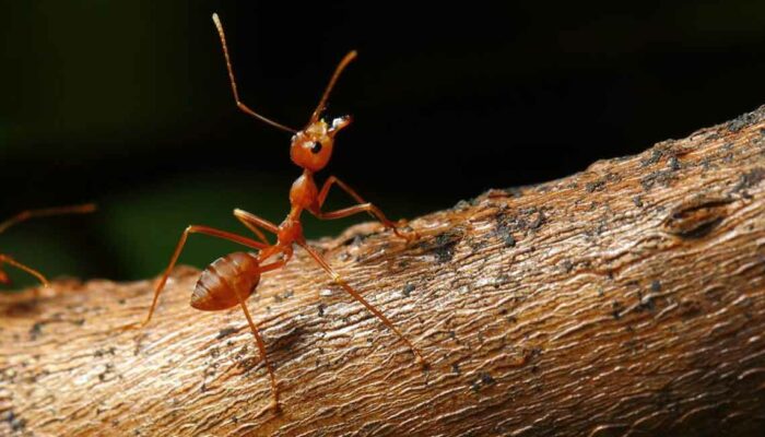 What Are the Treatments for Fire Ant Sting?