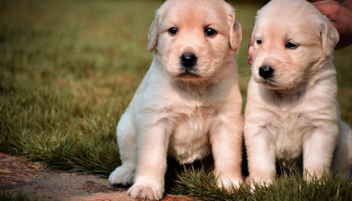 5 ways to keep your dog’s coat healthy and shiny