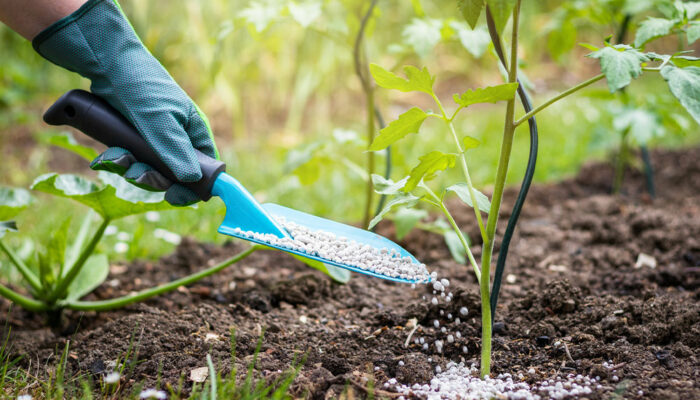 Tomato Fertilizers – Uses, Benefits, and Costs